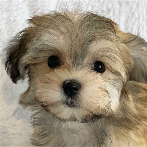 Havanese Puppy For Sale Heavenly Puppies