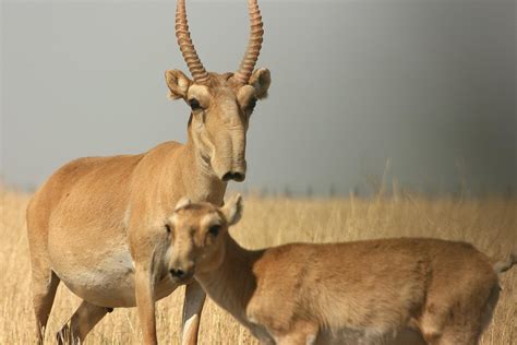 Scientists Solve The Mysterious Death Of The 120000 Endangered Saiga