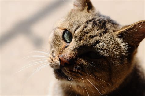 I have a cat that's over 10 that follows me around a lot. Why Does My Cat Follow Me Everywhere? - CatVills