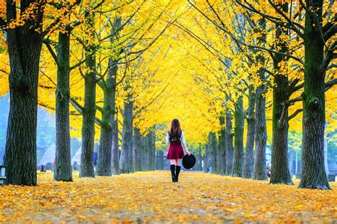 Bộ sưu tập hình ảnh mùa thu đẹp nhất với hơn 999 hình ảnh chất lượng 4K