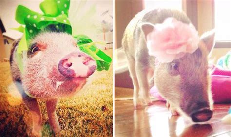 The Most Stylish Pig On The Internet Adorable Penelope Popcorn Has