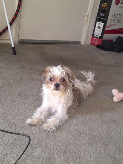 All our maltese are very healthy and good with children and other pets and will come with a health certificate and 30 days money back guarantee they are extra pictures and videos. Maltese Puppy Price Philippines - Pets Ideas
