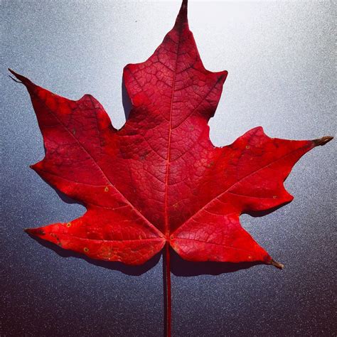 A Perfect Maple Leaf From The Yard Here In Canada Rpics