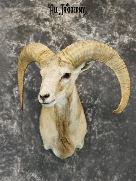 Mouflon Sheep Taxidermy Shoulder Mount For Sale Sku 2190 All Taxidermy