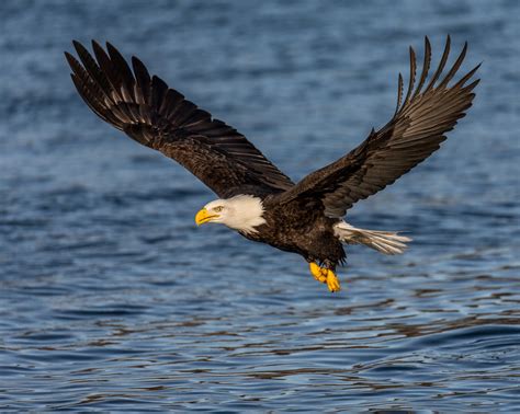 Kostenlose Foto Vogel Flügel Erforschen Schnabel Flagge Usa