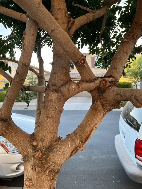 This Tree Absorbed Its Own Branch Rmildlyinteresting