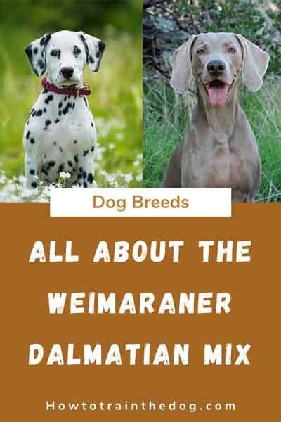 All About The Weimaraner Dalmatian Mix Dalmaraner With Pictures