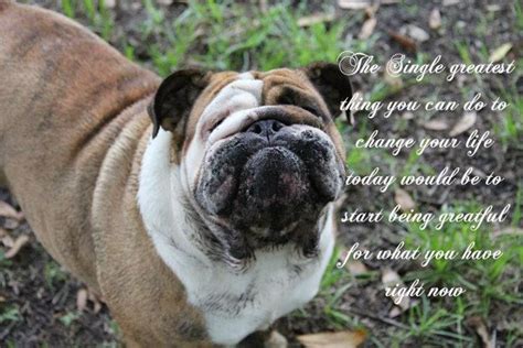 Any additional weight they put on may be excess and should be discussed with your veterinarian. 194 best images about Bulldog Quotes on Pinterest