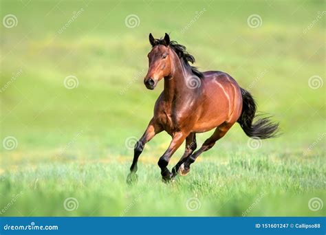 Bay Horse In Motion Stock Image Image Of Beauty Freedom 151601247
