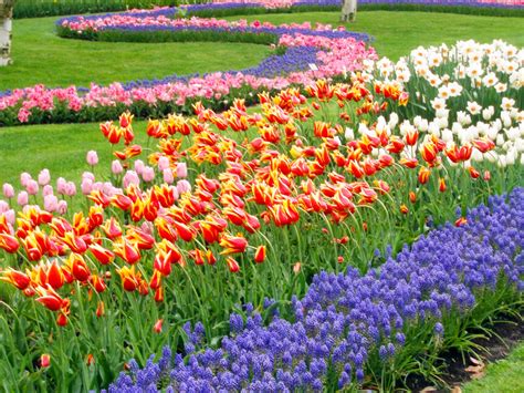 Olanda Tulipani : Il tulipano è un fiore originario della turchia e ...