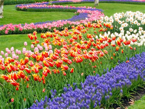 Il tulipano è un fiore originario della turchia e sono stati importati in europa nel 16° secolo dall'ambasciatore presso la corte ottomana. Keukenhof e la fioritura dei Tulipani in Olanda - dovevado.net