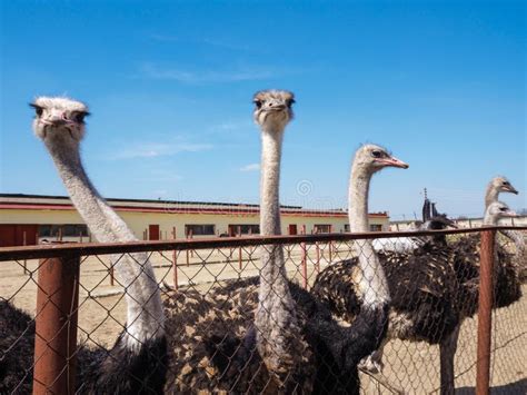 Ostrich Farming Bird Head And Neck Front Portrait In Paddock Stock