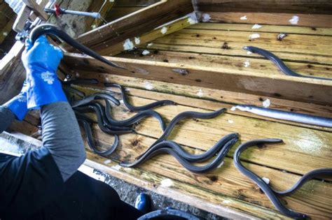 Adored And Endangered The Complex World Of The Japanese Eel Ibtimes