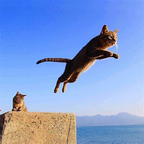 いいね！414件、コメント1件 ― Renergycat2019のinstagramアカウント にゃんぷ 猫ジャンプ ねこ