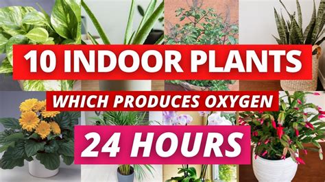 Which 10 Indoor Plants Gives You 24 Hours Of Oxygen Youtube