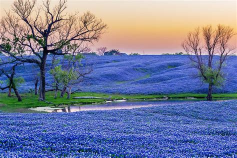 Bluebonnet Paradise Just South Of Dallas On Interstate Is The Town