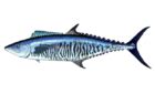 Spanish mackerel steak on wood background,fried fish. Mackerel - Wikipedia, the free encyclopedia