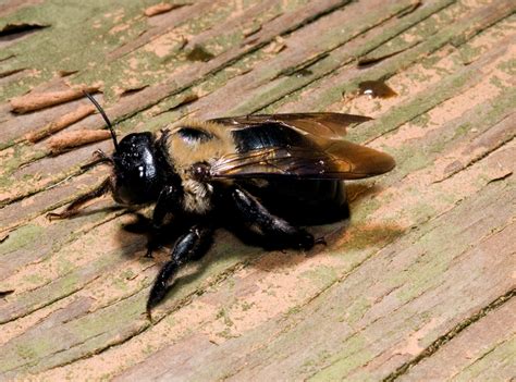 Carpenter Bees Bee Removal Bee Pest Control