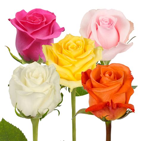 Assorted Colors Roses 50 Cm Fresh Cut 50 Stems