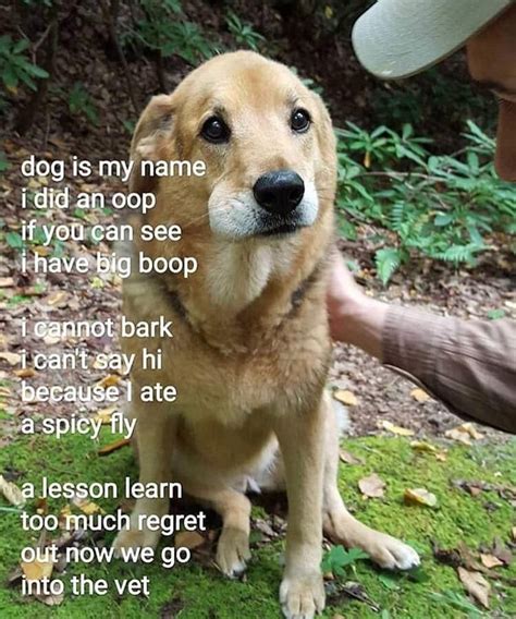 My Name Is Doge Funny Dog Memes Cat Memes Funny Dogs Cute Dogs