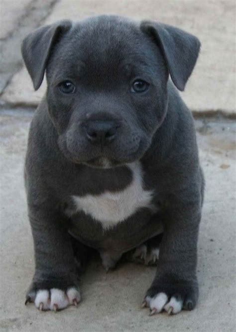 Blue Staffordshire Bull Terrier Puppy For Sale Staffordshire Bull