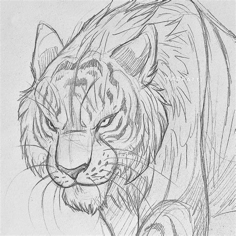 Pin by 𐀼 𝔊𝔦𝔤𝔦 𐁑 on reference Sketches Tiger art drawings