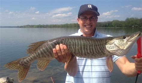 Baldwinsville Angler Catches And Releases Nice Tiger Muskie On Onondaga