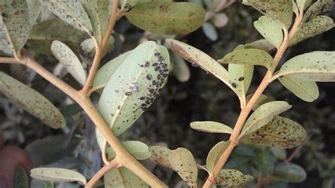 They can form large infestations in vegetables, fruit trees. Lace bugs discolor azalea, hawthorn, and other leaves - EcoIPM