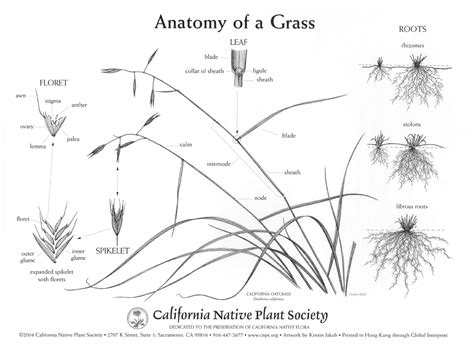 California Native Grasses For Your Landscape Project Pacific Nurseries