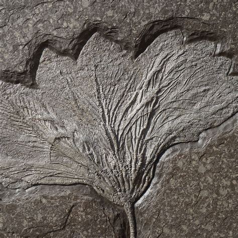 Fossilized Sea Lily Fossil Realm Touch Of Modern