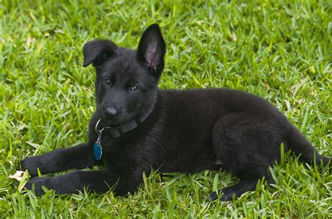 Full Black German Shepherd Puppy References Puppies Site