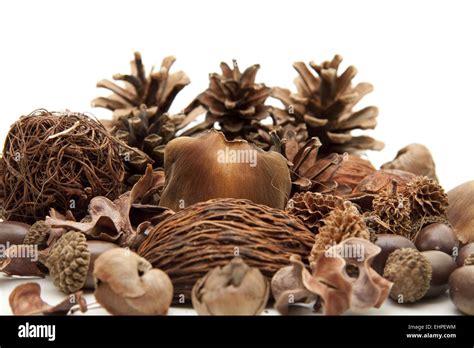 Pine Cones And Nutshell With Acorns Stock Photo Alamy