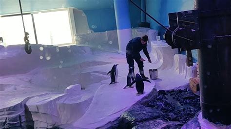 The Deep Aquarium Hull Penguins Youtube