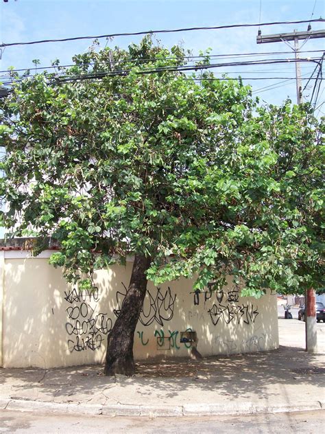 Uma Semente Por Dia Pata De Vaca árvore Flor E Semente