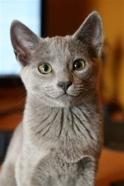 83 Best Love My Russian Blue Cats Images On Pinterest Animals