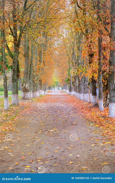 Path With Fall Leaves In Park Alley At Autumn Stock Image Image Of