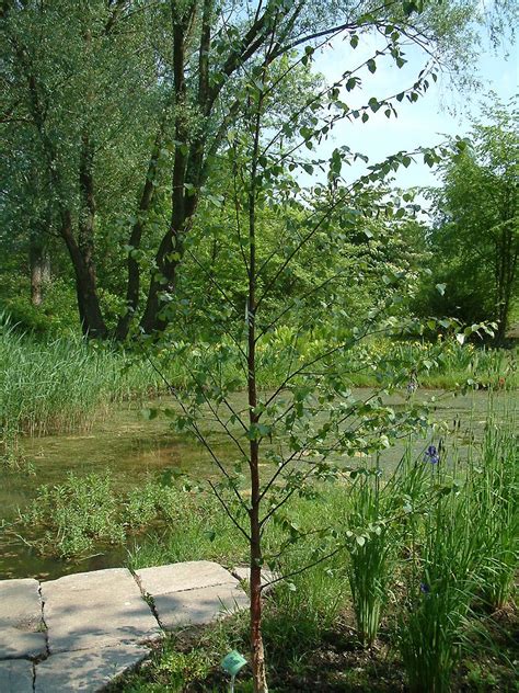Bomen Geschikt Voor Water En Droogte Giel Van Eck Watermanagement