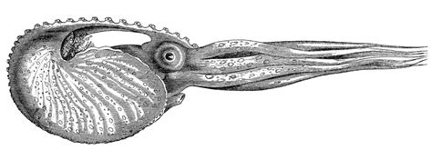 May 28, 2021 · kroger's plan for five $1 million cash drawings is already having the desired effect. Royalty Free Images - Sea Creatures - Octopus - The ...