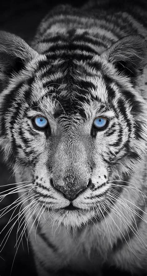 Tigre blanco, de aravind adiga. Tigre Blanco Fondo De Pantalla Hd - fotos de fondo de pantalla