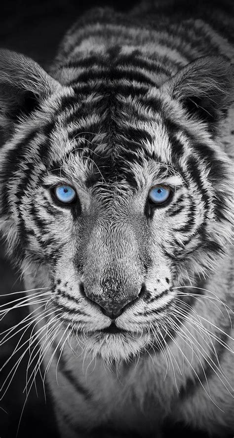 El tigre blanco es la misma especie que el tigre panthera tigris, solo que tiene otra coloración su pelaje debido a una. Tigre Blanco Fondo De Pantalla Hd - fotos de fondo de pantalla