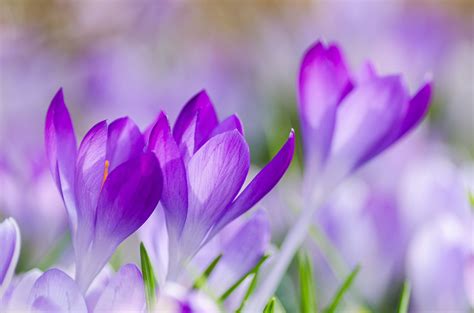 Wallpaper Spring Purple Flowers
