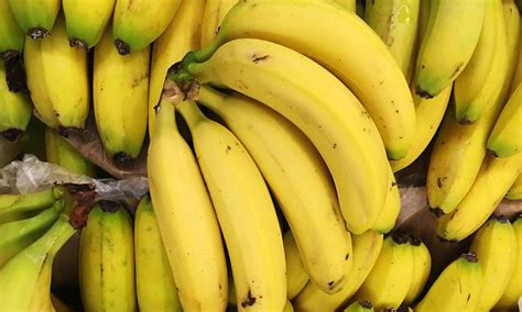 Bananas Are On The Brink Of Extinction As Devastating Disease Spreads