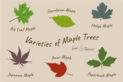 Try One Of These 13 Excellent Maple Trees In Your Landscape Maple