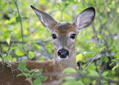 Minnesota Seasons Whitetail Deer