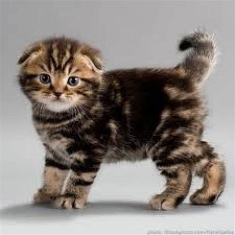 Adorable Scottish Fold Kittens For Sale Seattle Animal Pet