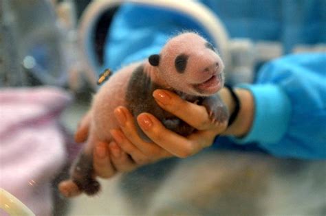 Fuzzy Baby Panda Begins To Show Its True Colors Mnn