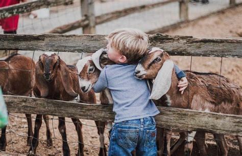 Maybe you would like to learn more about one of these? Cedar Hill Farm, Inc. - Visit Mississippi