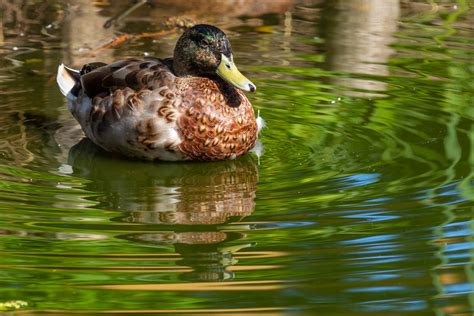 Duck Swimming Free Stock Photo Public Domain Pictures