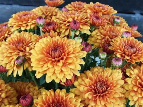 Chrysanthemums How To Grow And Care For Chrysanthemum Plants Garden