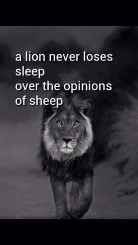 A Lion With The Words A Lion Never Loses Sleep Over The Opinions Of Sheep